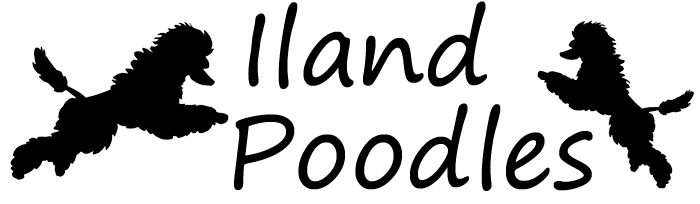 Iland Poodles